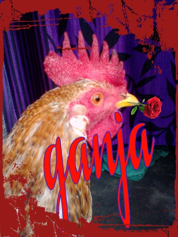 gunja