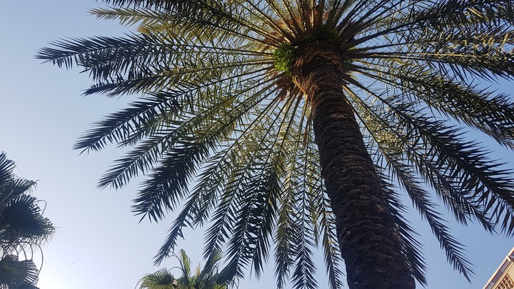palm tree 4