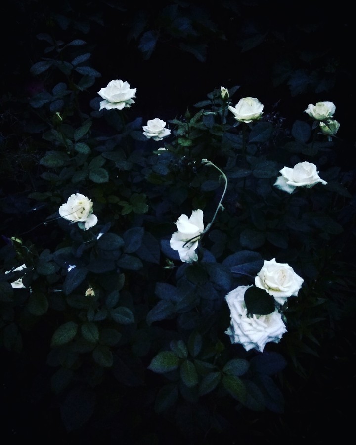 white rose