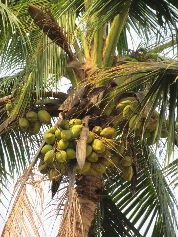 coconut tree