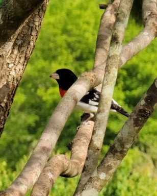bird