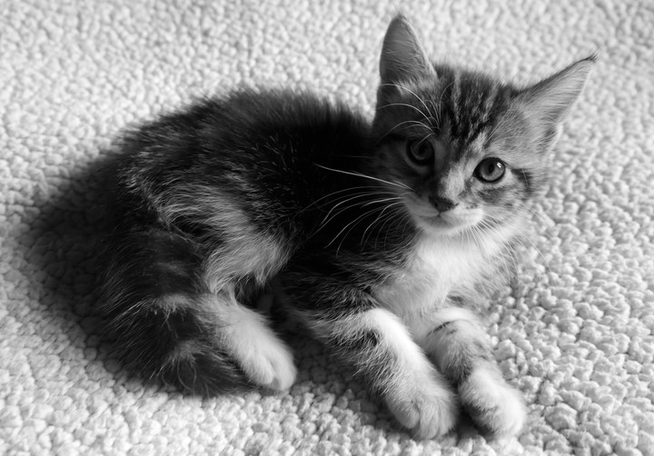 Black n White kitty