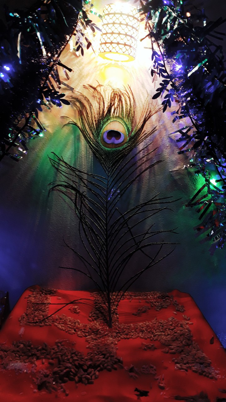 peacock feather