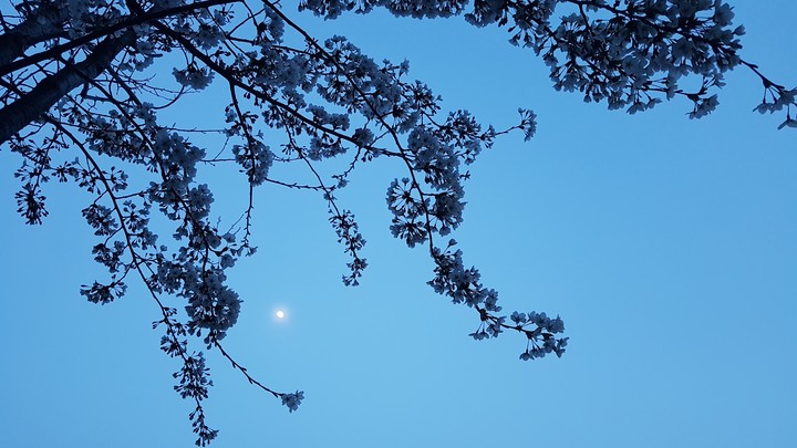spring night