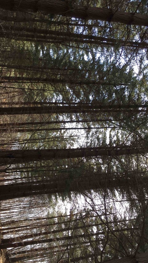 forest