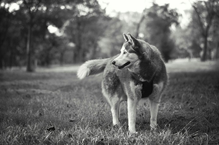 wolf