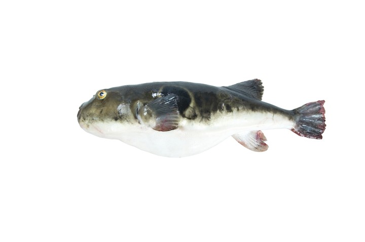 Fish