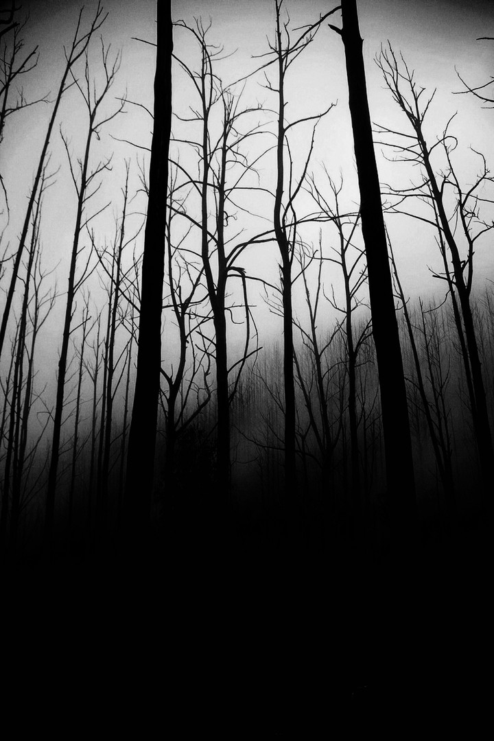 forest