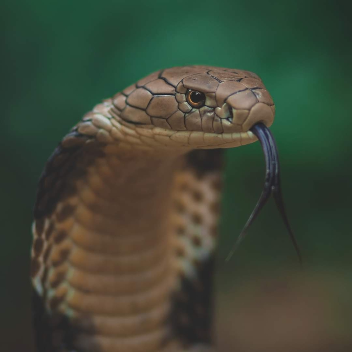 cobra