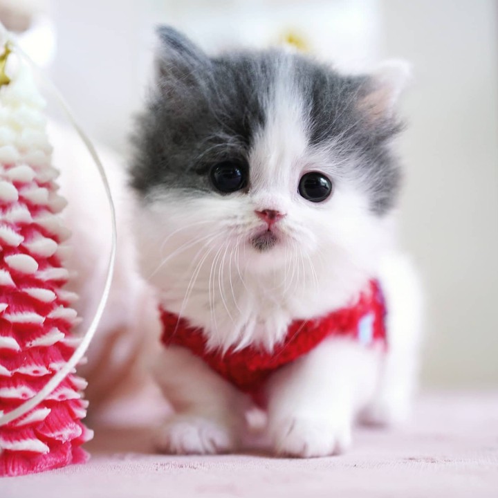 Kitty ♡_♡