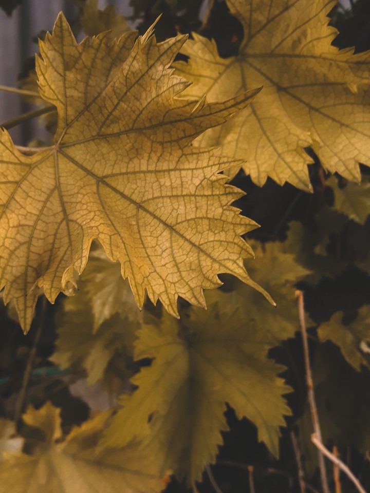 leaf..