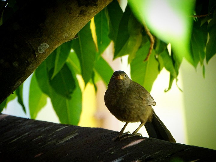 Bird