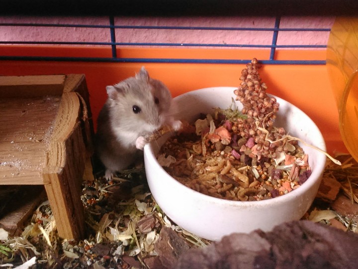 sweet Hamster