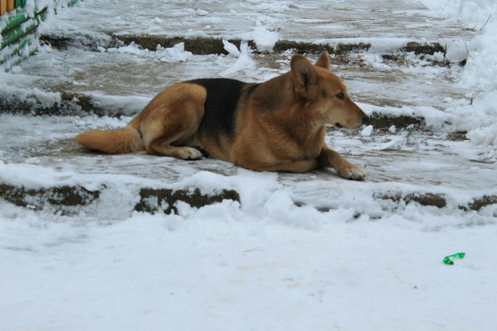 Dog