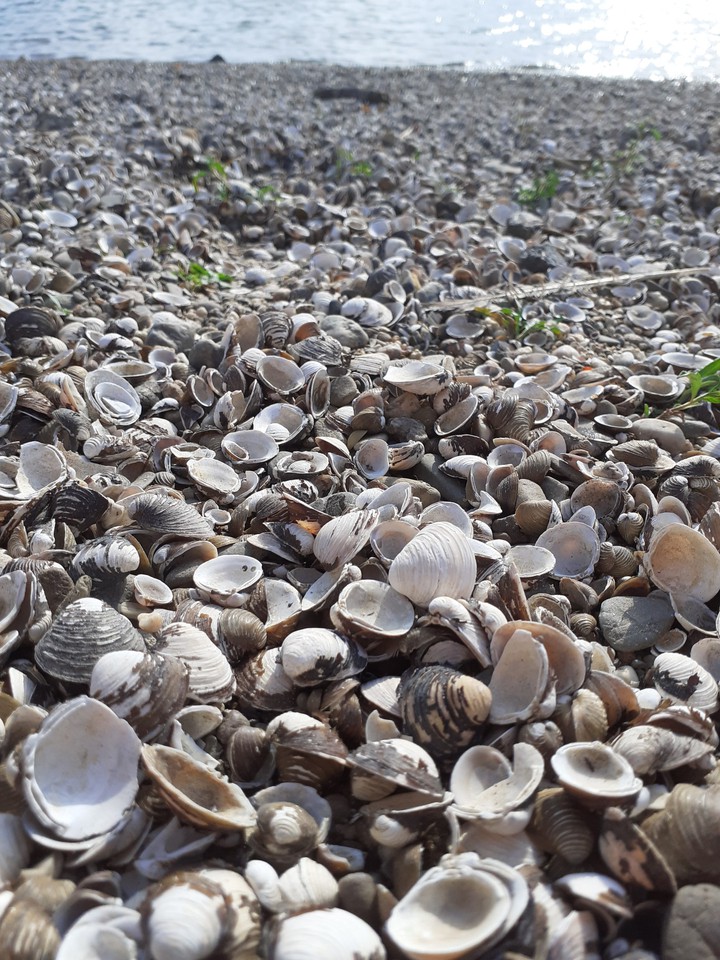 Bay of shells