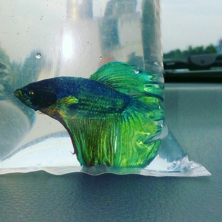 Fish