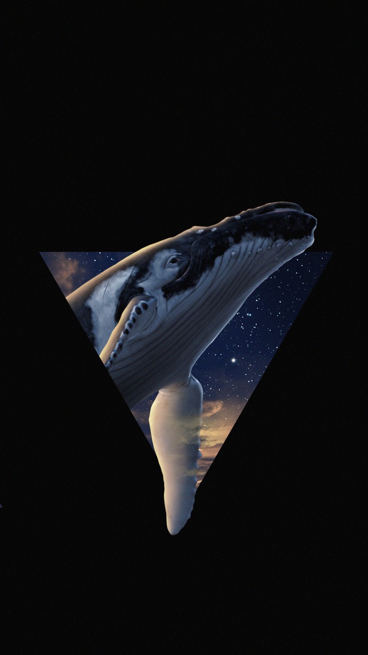 whale