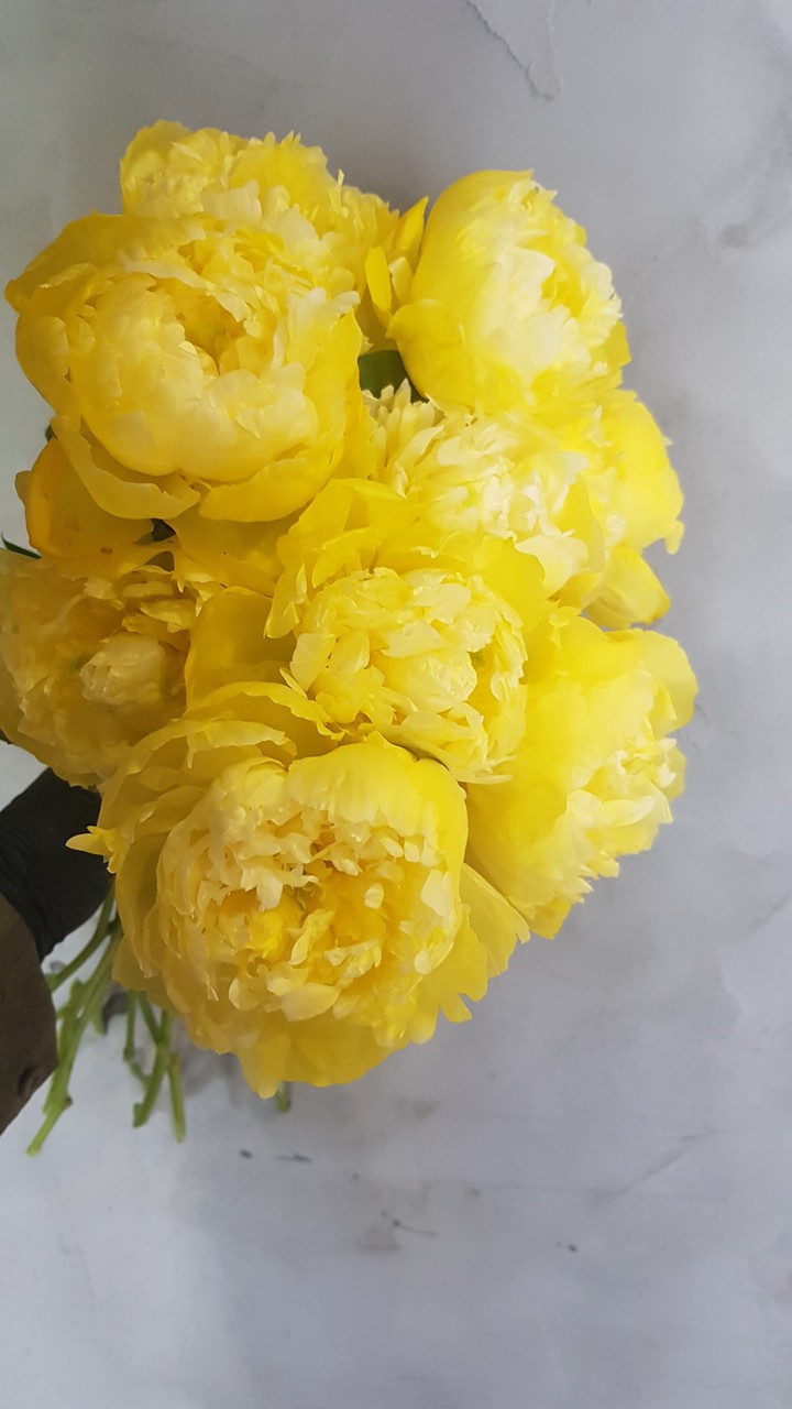 peony