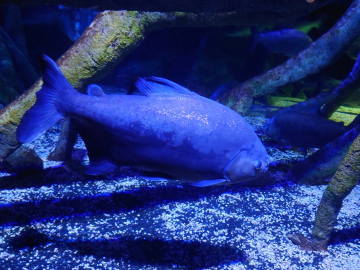 Acuario de Benalmádena Beach