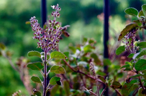 basil leaves