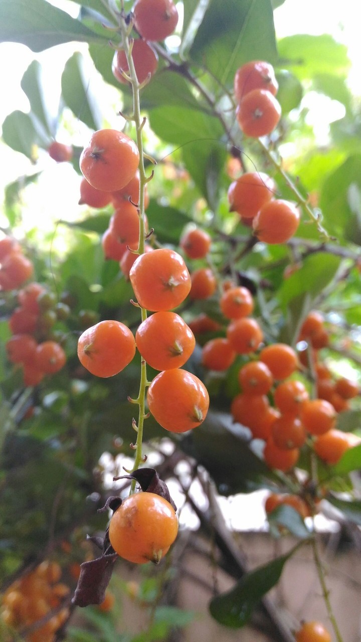like beads on a string...the natures jewel..