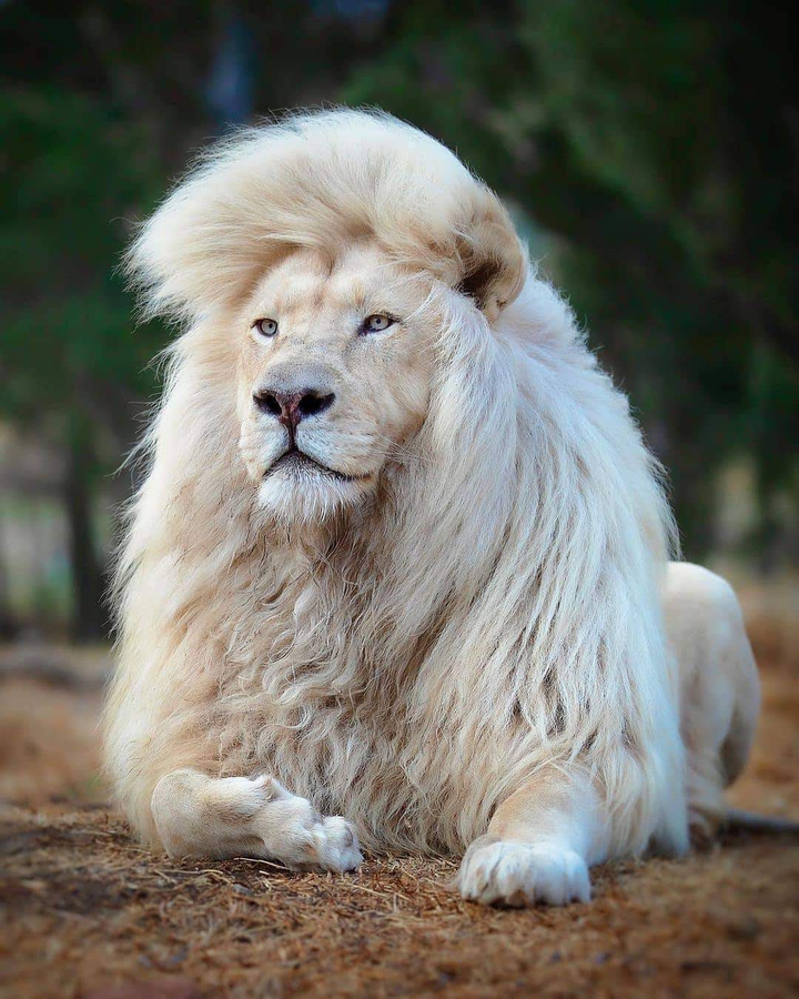 Handsome lion