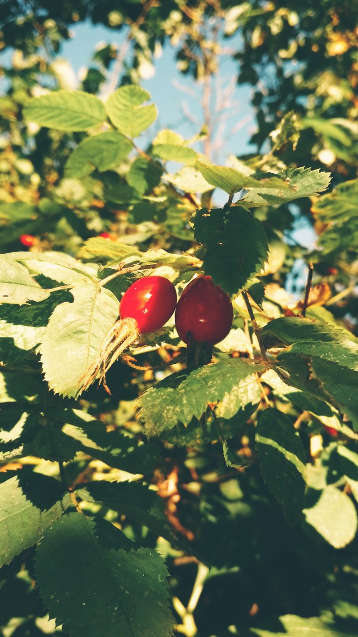 rose hip