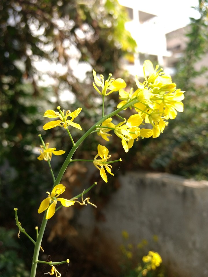 flowers