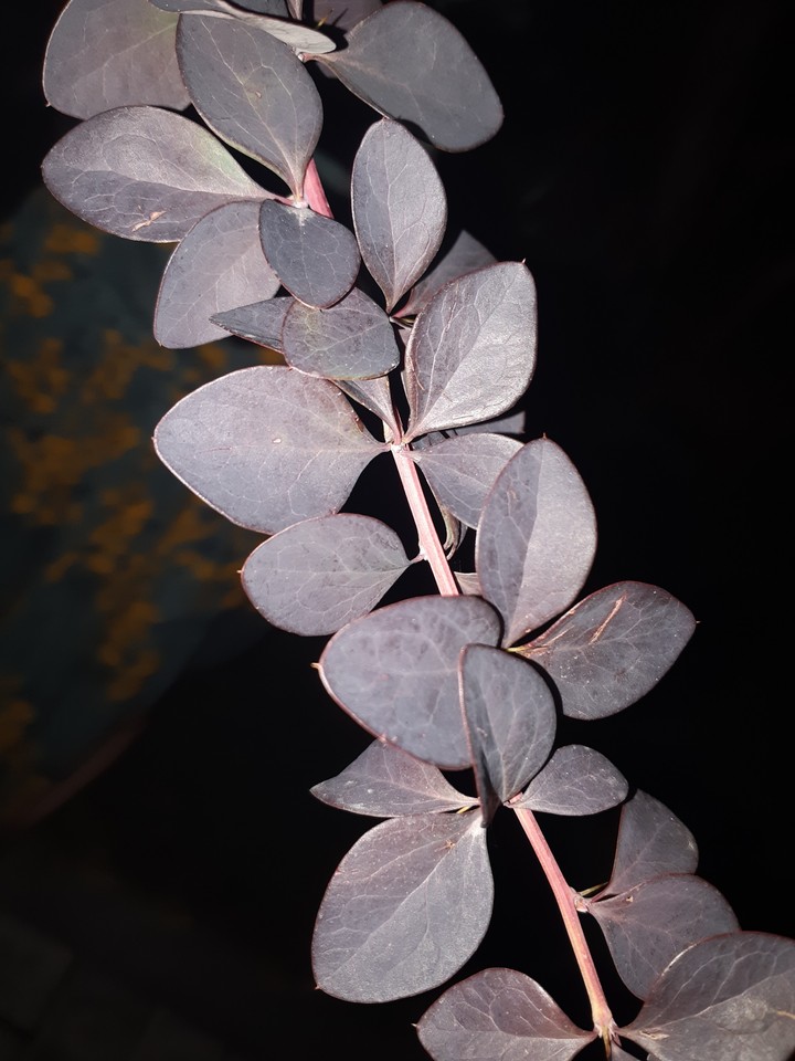 #nature #plant