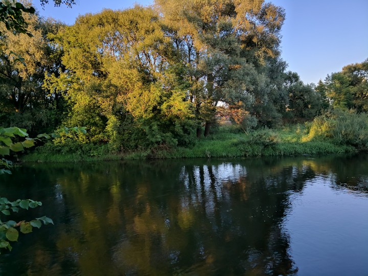 река и деревья