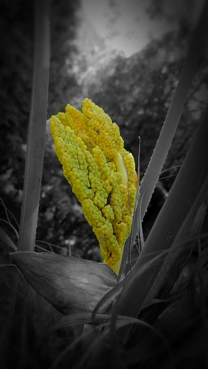 Our first flower on the palm