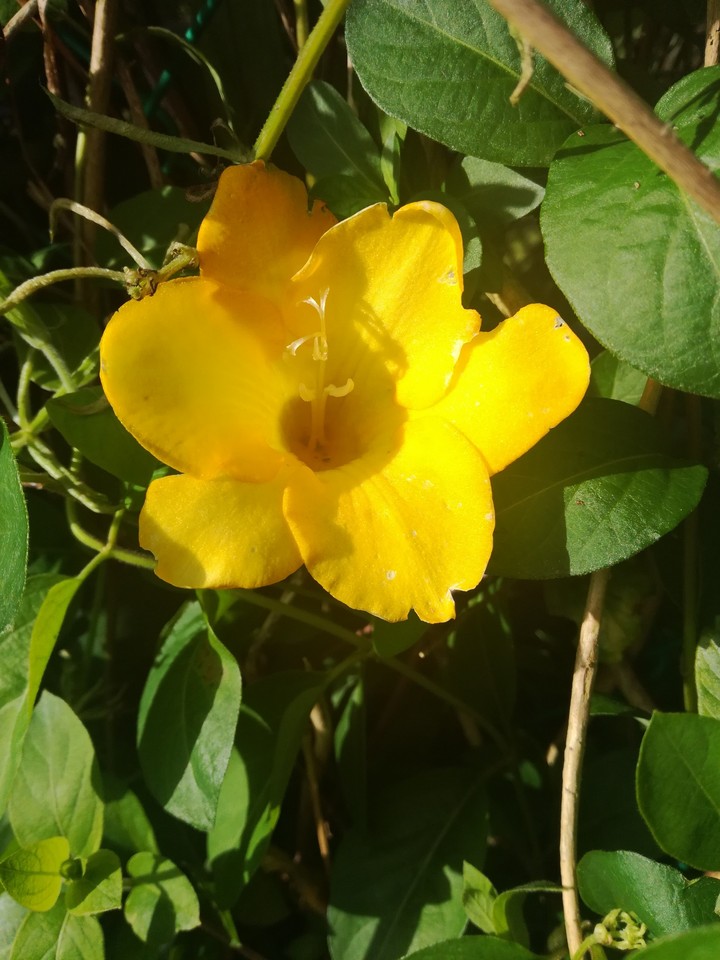 Yellow Flower