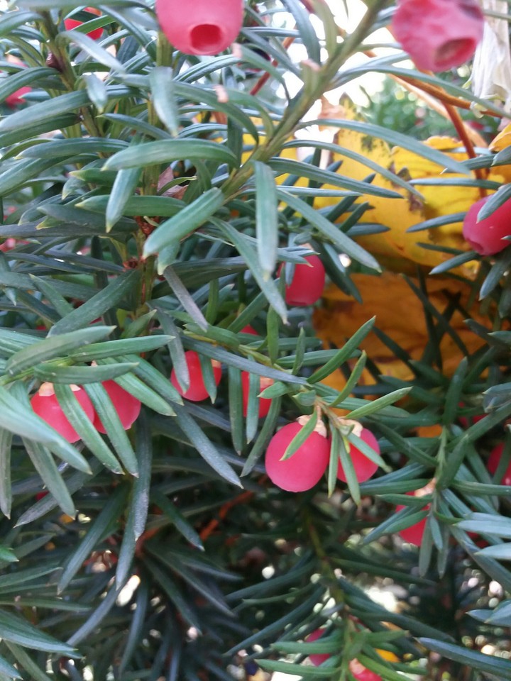 berries