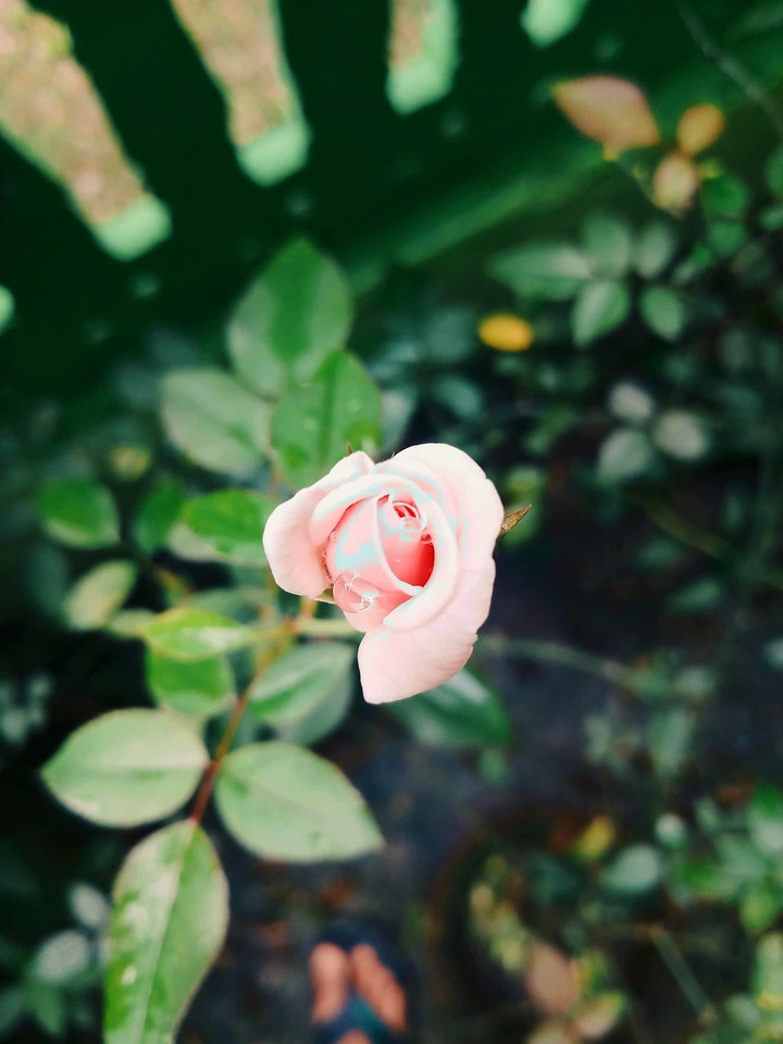 rose