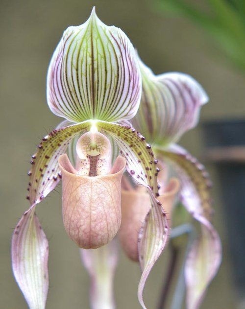 orchid