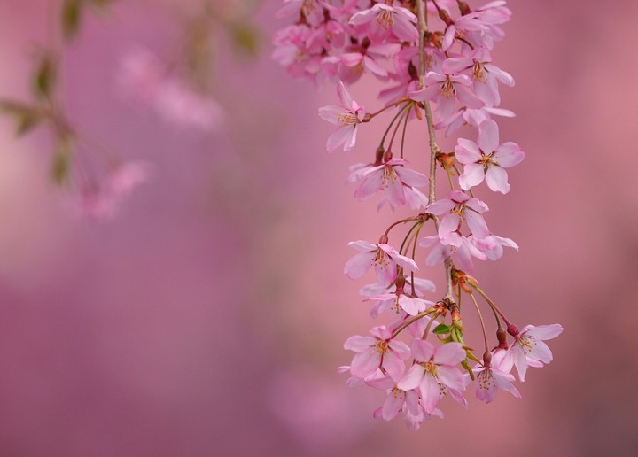 blossom