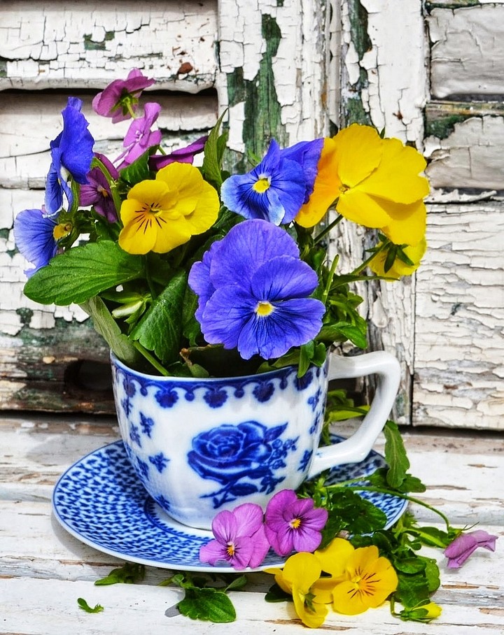 Viola