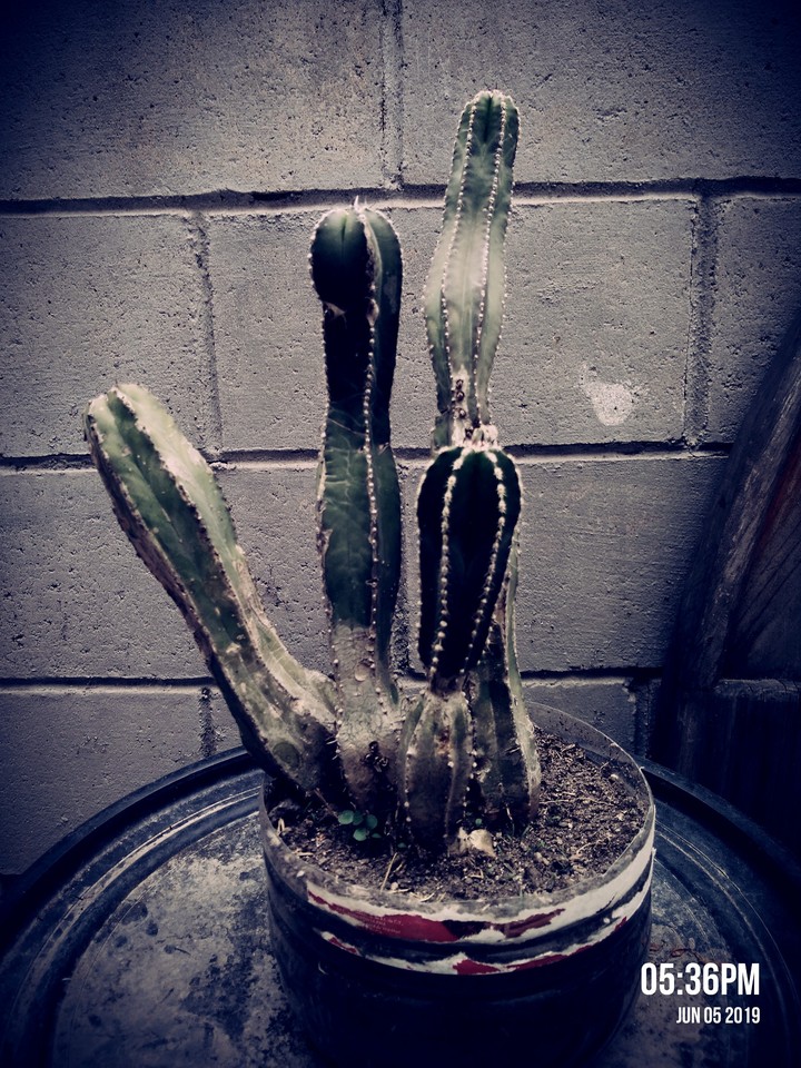 cactus