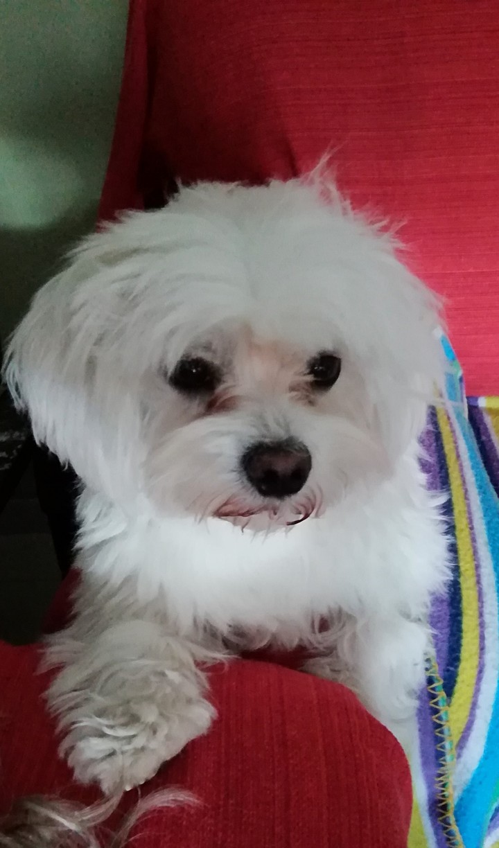 Mi perrito