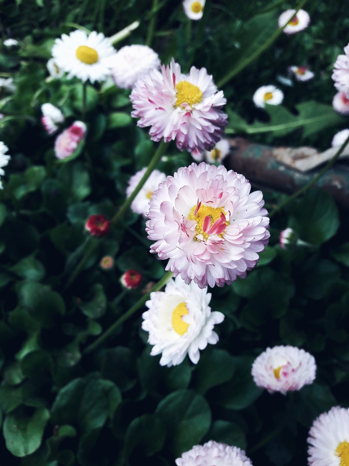 daisy