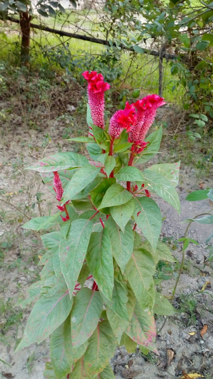color of peace