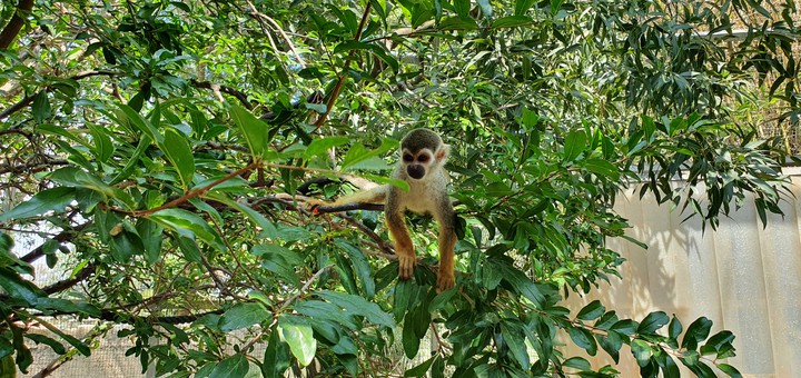 Monkey