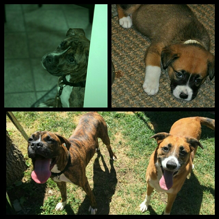 From Puppies to Happy Adults