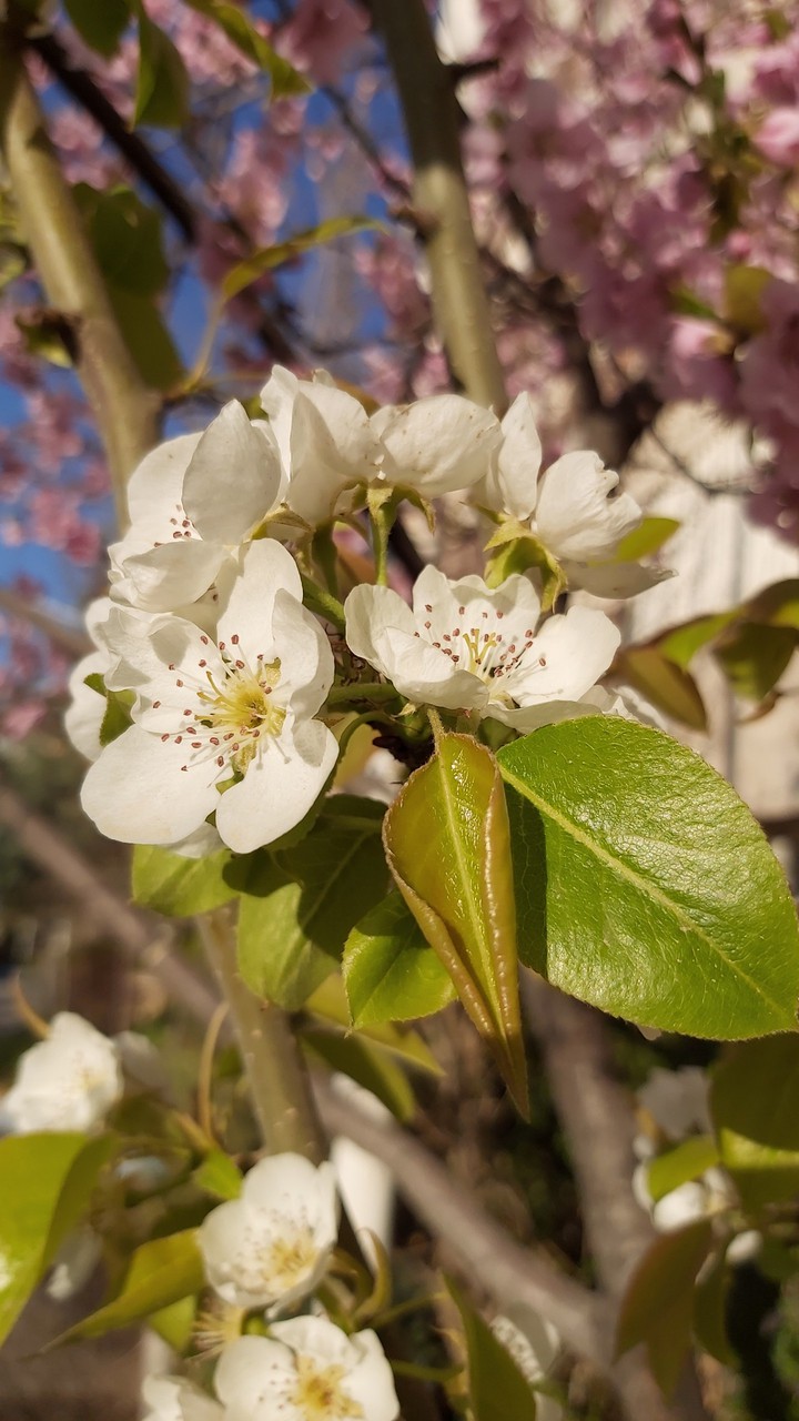 blossom