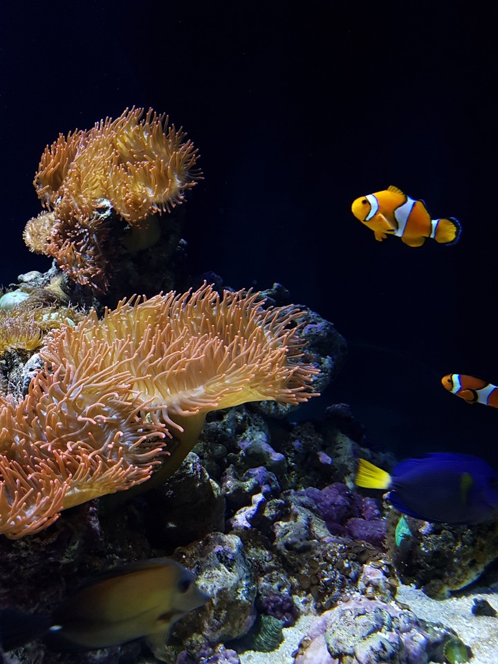 Nemo