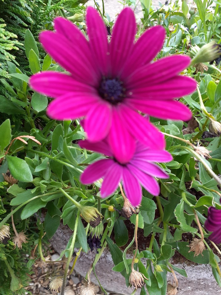 purple