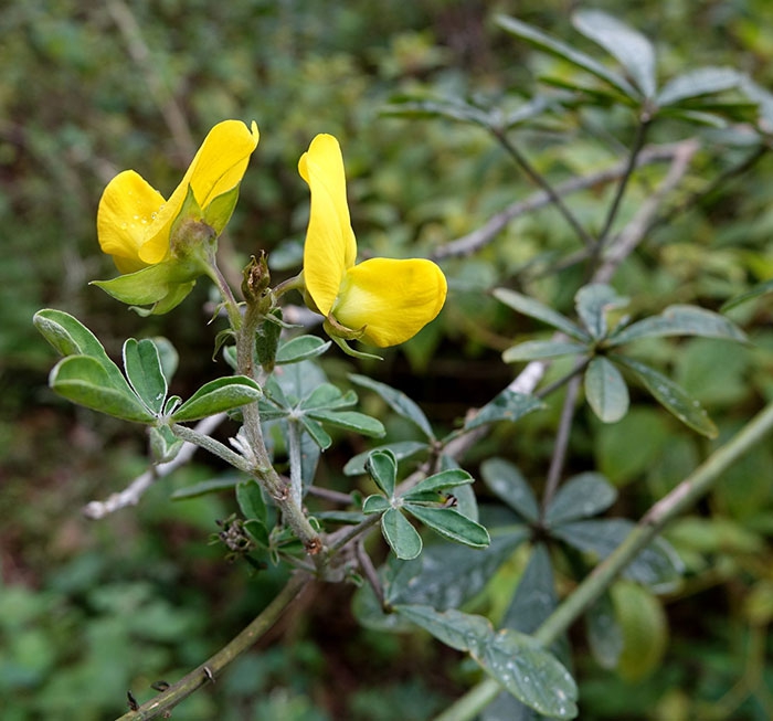 green birdflower