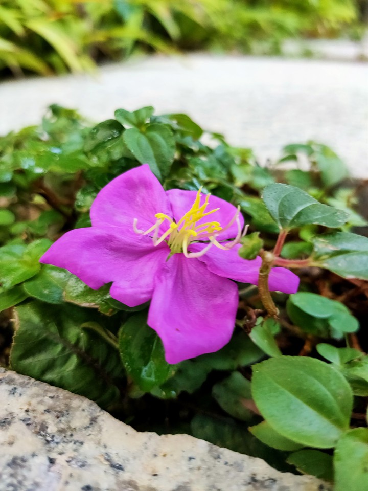 flower