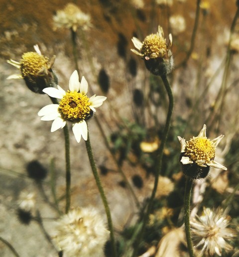Just a Random Flower.