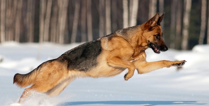 German Shepherd